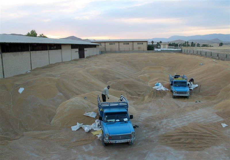 نظارت بر فرآیند خرید گندم در استان گلستان افزایش مییابد
