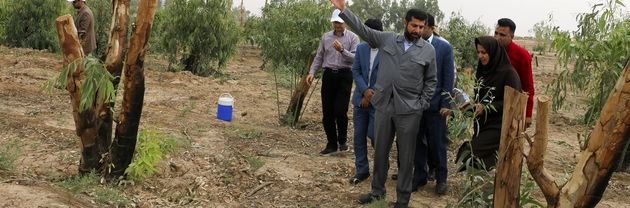 تولید چوب و کاشت درخت در زمین های بایر زمینه اشتغال جدید برای خوزستان است