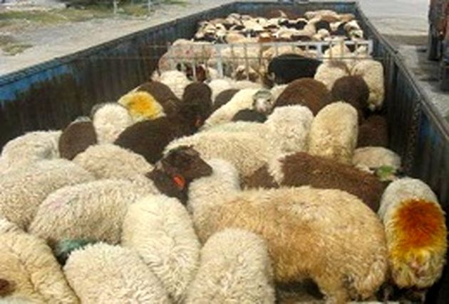 کشف 120 راس دام سرقتی در گلپایگان