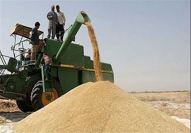 فروش گندم به صورت خرید تضمینی در استان انجام میشود