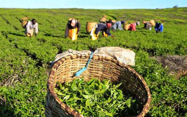 مطالبات چایکاران گیلان و مازندران پرداخت شد