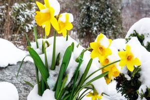 هواشناسی هشدار سرمازدگی تا ۱۵ درجه‌ را برای ۱۸ استان در جمعه و شنبه صادر کرد