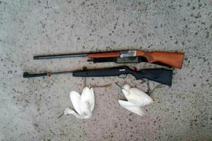 متخلفان شکار و صید در 3 شهر مازندران شناسایی و دستگیر شدند