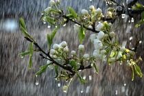 متاسفانه استان خراسان رضوی در سال ۱۳۹۹ کاهش بارندگی نسبت به سال گذشته و دوره آماری آن داشته است