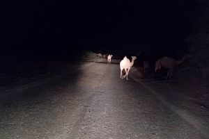 تصادف خودروی سواری با شتر در بندرلنگه ۳ نفر را راهی بیمارستان کرد