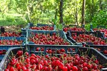 پیش بینی برداشت 21هزار تن گیلاس در آمل