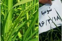 ظهور اولین خوشه برنج در روستای شومیا 