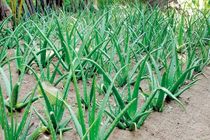 کشت سه هکتار آلوئه ورا در شهرستان جاسک برای نخستین بار