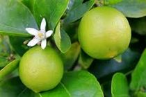  شروع برداشت لیمو شیرین لیسبون از باغ‌های شهرستان رودان 