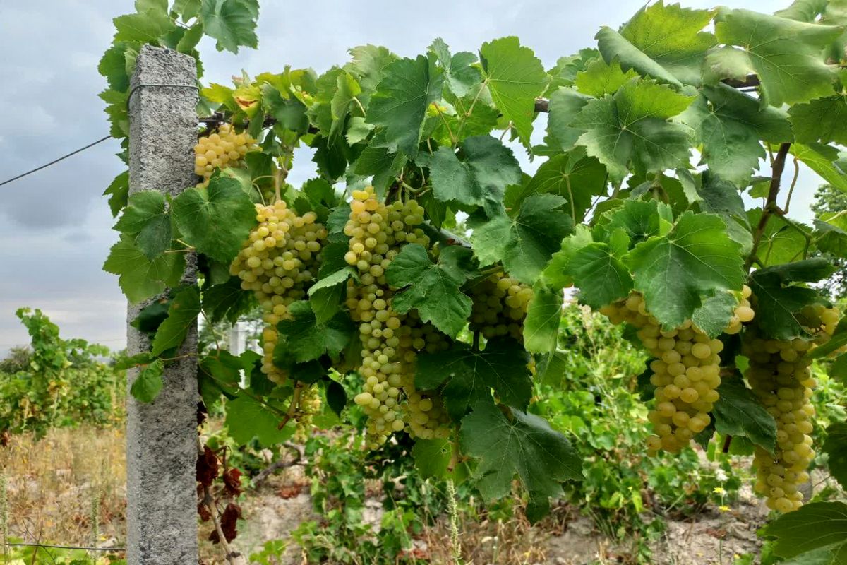 باغات انگور لاهرود