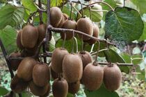 صادرات کیوی گیلان به کشور‌های حاشیه خلیج فارس آغاز شد