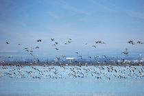 ۴ گونه پرنده در تالاب گندمان چهارمحال و بختیاری شناسایی و ثبت شد