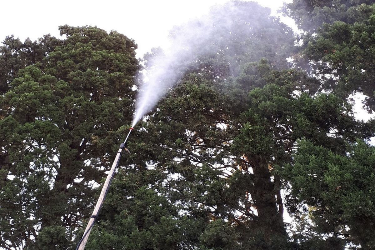 درختان فین کاشان