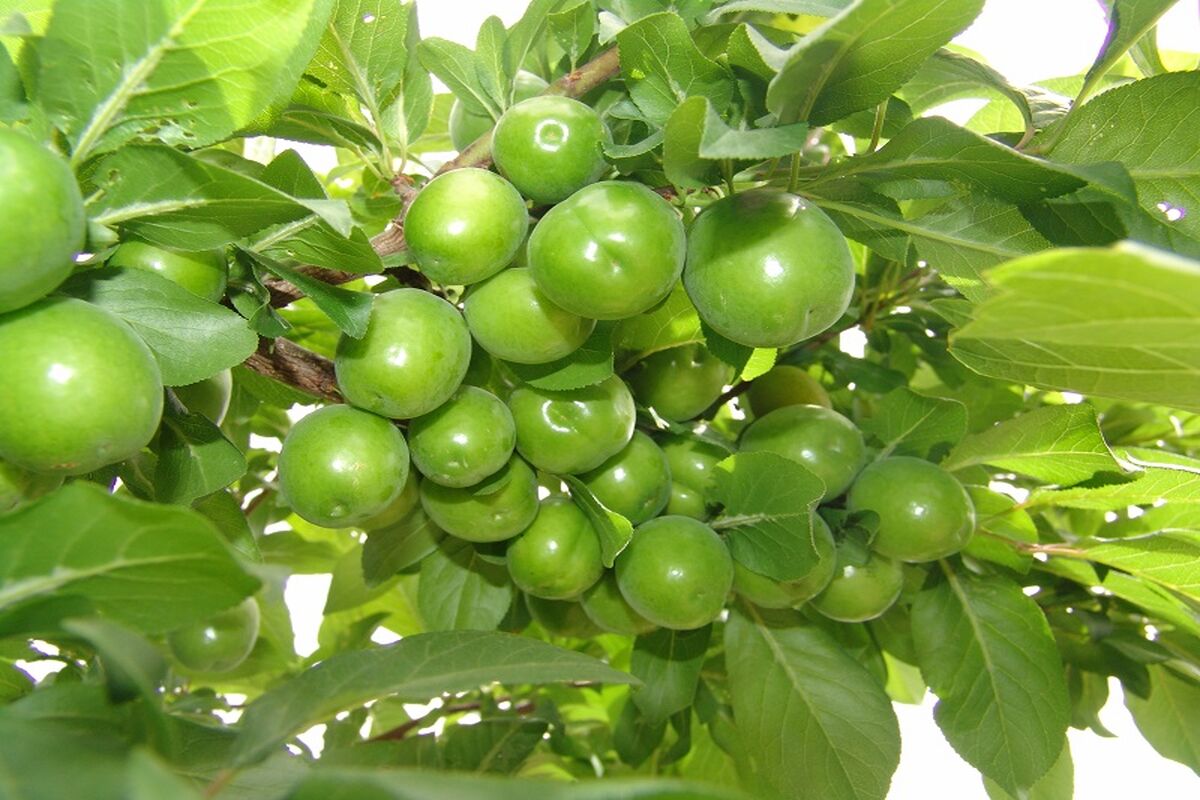 برداشت گوجه سبز