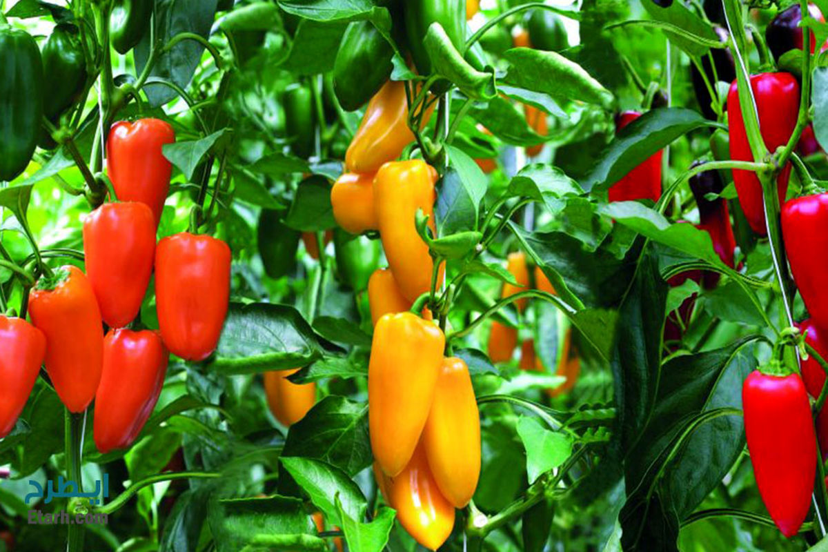 کشت فلفل دلمه ای