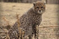 پیروز به‌ رغم وجود خطر مرگ دیالیز می‌شود!