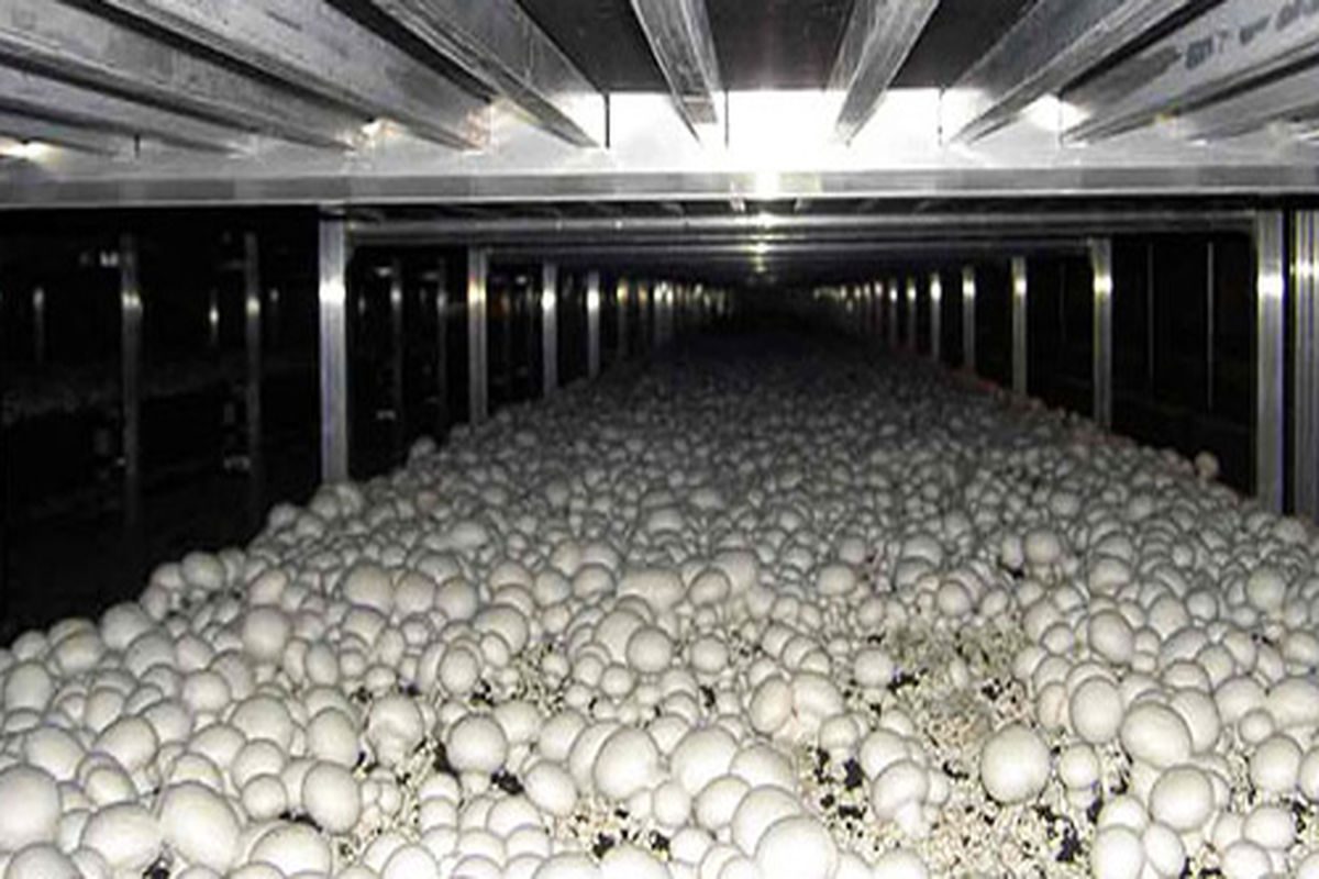 قارچ خوراکی در خراسان رضوی 