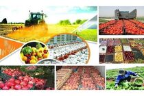 بیش از ۲۰ استاندارد ملی مرتبط با پرتودهی هسته‌ای بخش کشاورزی تدوین شد