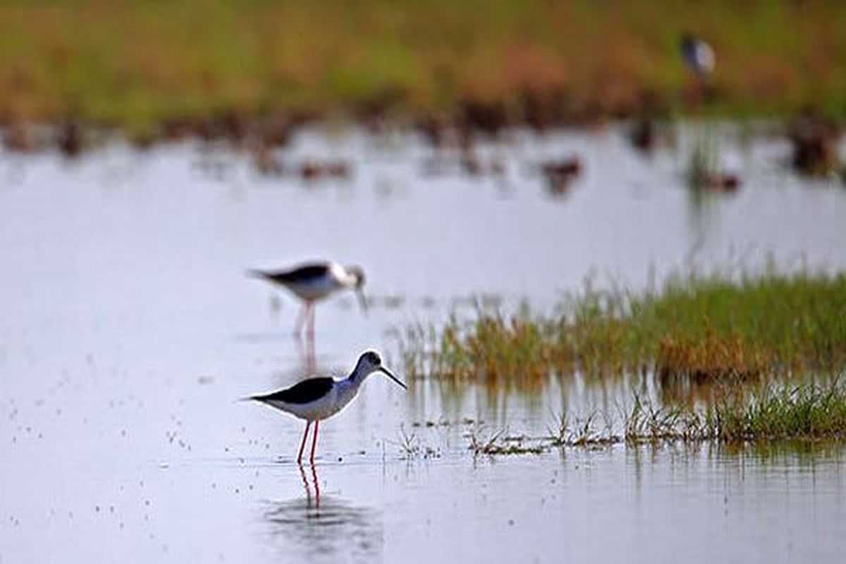 تالاب بیشه دالان