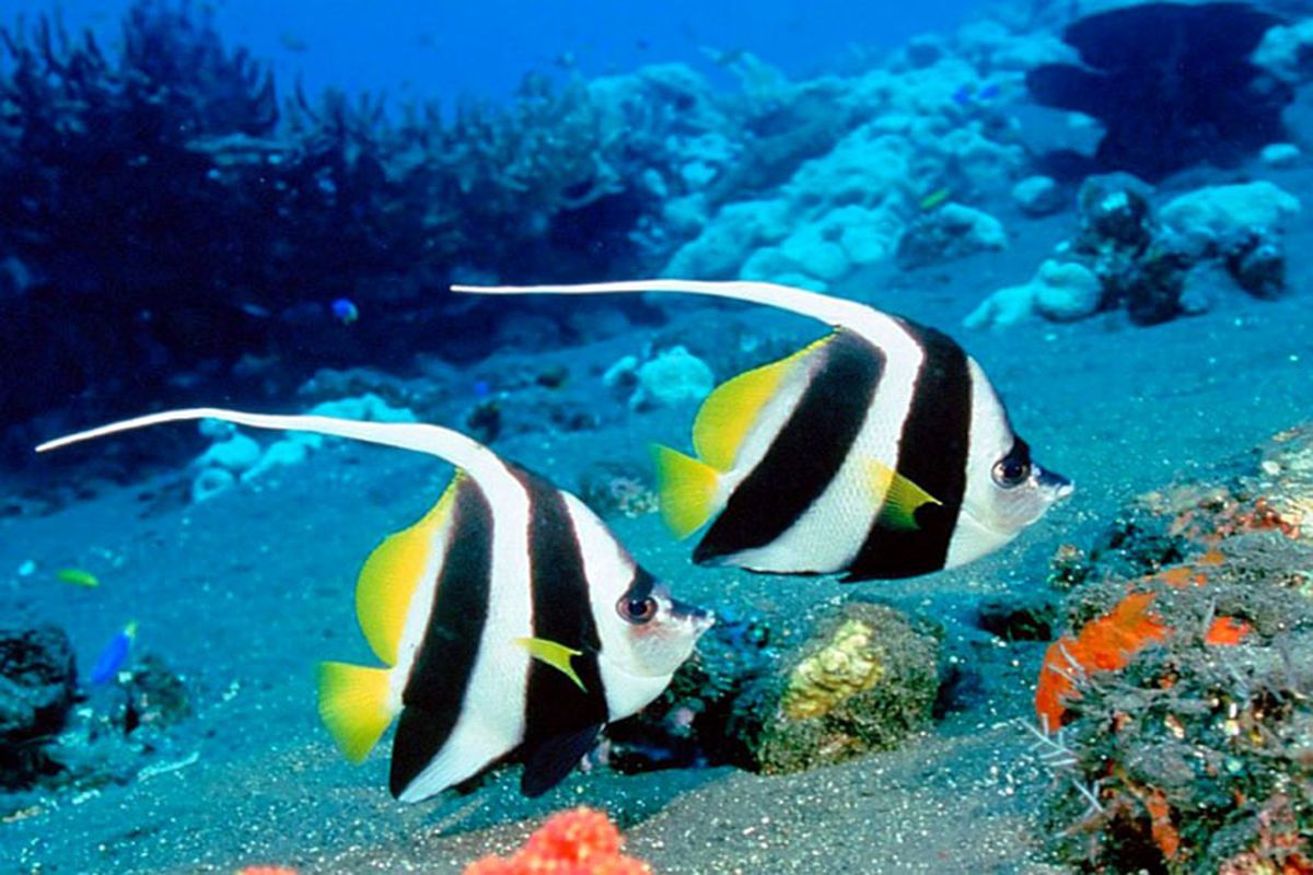 اصفهان- ماهی زینتی