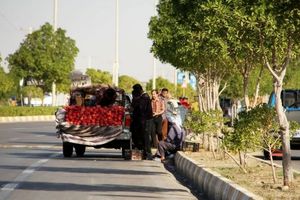 بارفروشان منطقه سه شهرداری شیراز ساماندهی می شوند