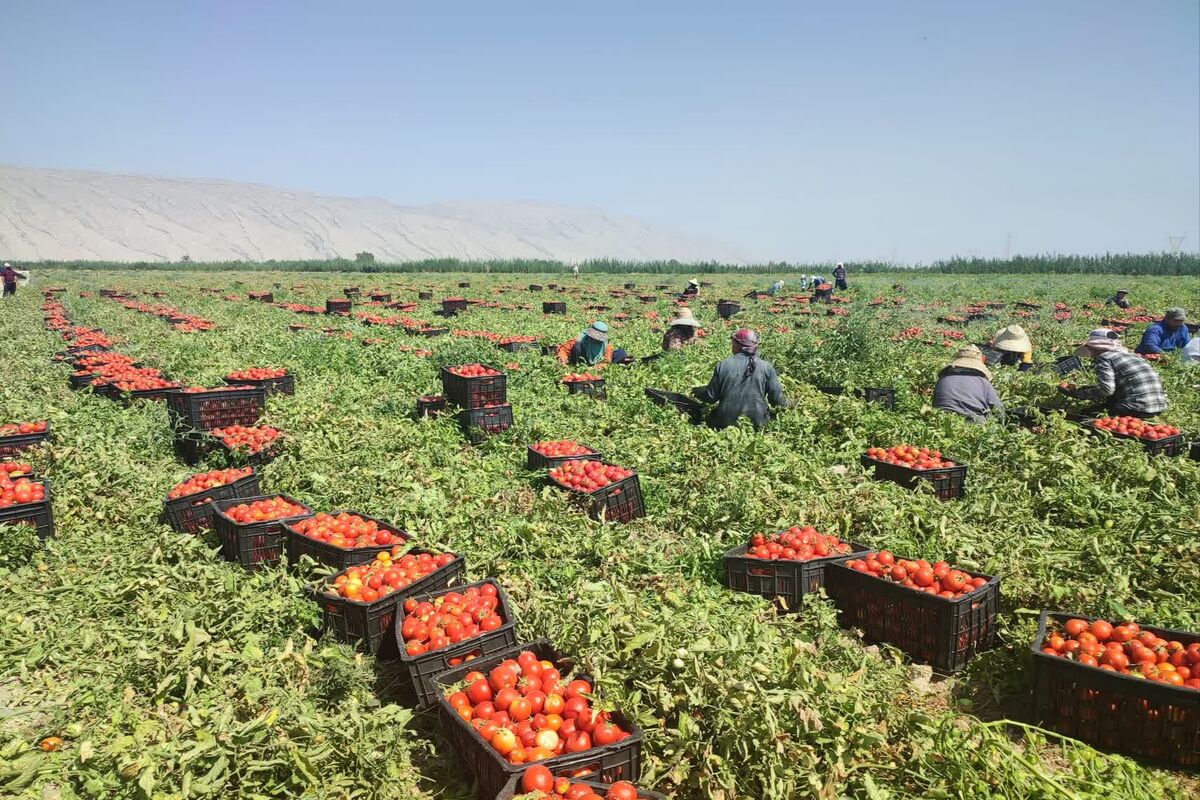 گوجه فرنگی 