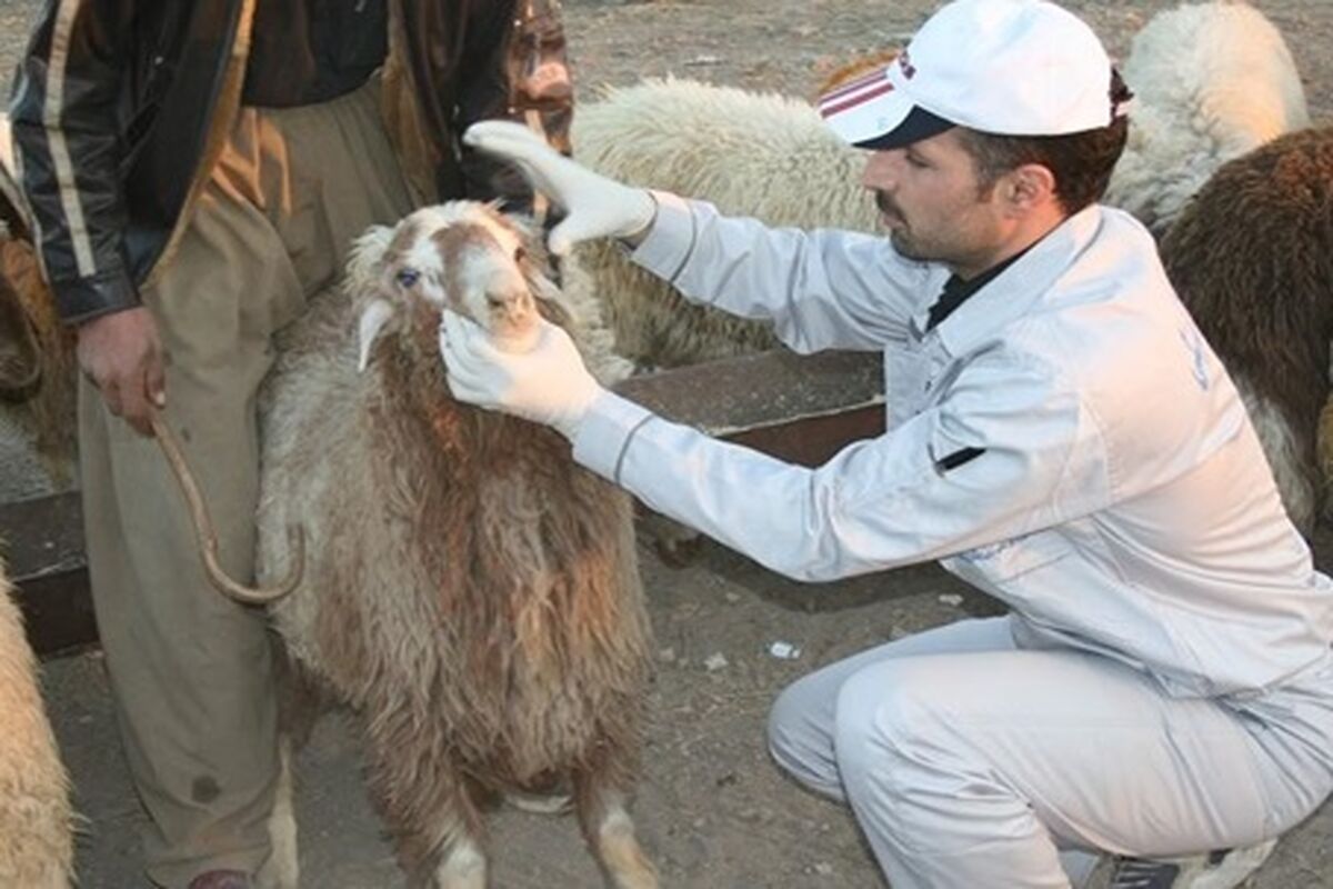 دامپزشکی قزوین