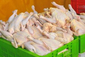 قیمت مرغ رشد کرد
