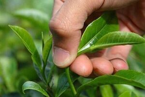 صادرات ۱۲ هزار تن چای ایرانی به بازار‌های بین‌المللی + فیلم