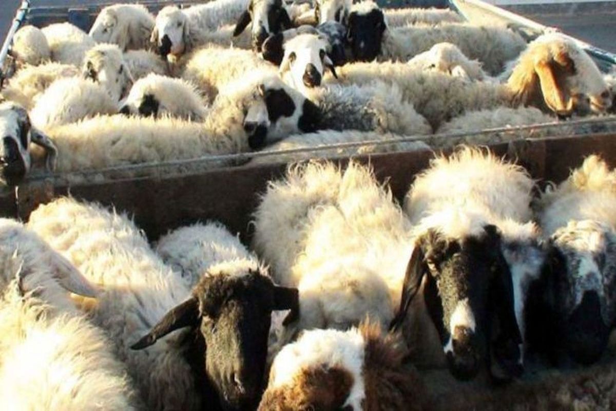 خرید حمایتی بره و گوساله نر