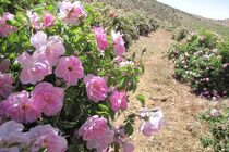افزایش دو برابری کشت گل محمدی در کاشان 