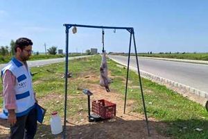 با عرضه کنندگان کشتار غیر مجاز دام زنده در گتوند برخورد می شود