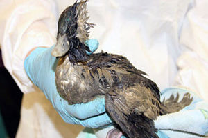 نوع آنفلوآنزای لاشه‌ پرندگان دریاچه چیتگر مشخص شد