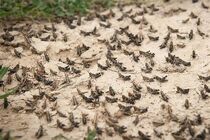 ردیابی و پایش ملخ صحرایی در خرمشهر در حال انجام است