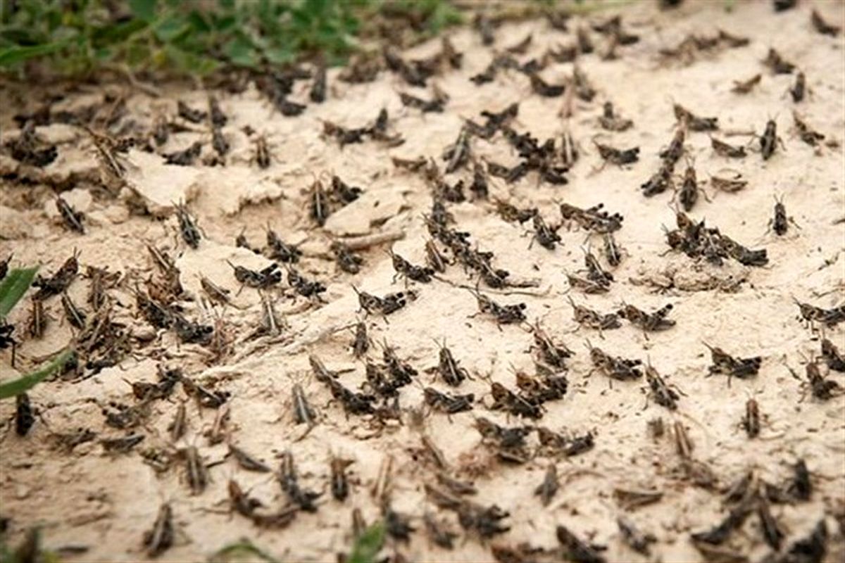 ملخ صحرایی