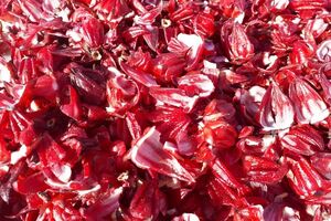 پیش بینی برداشت بیش از 100 کیلو چای ترش در آران و بیدگل