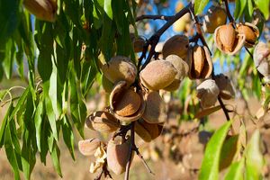 پیش بینی برداشت ۳۵۰ تن بادام از باغ‌های نی ریز