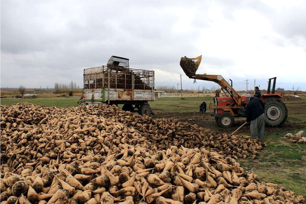  برداشت چغندر قند در خراسان رضوی