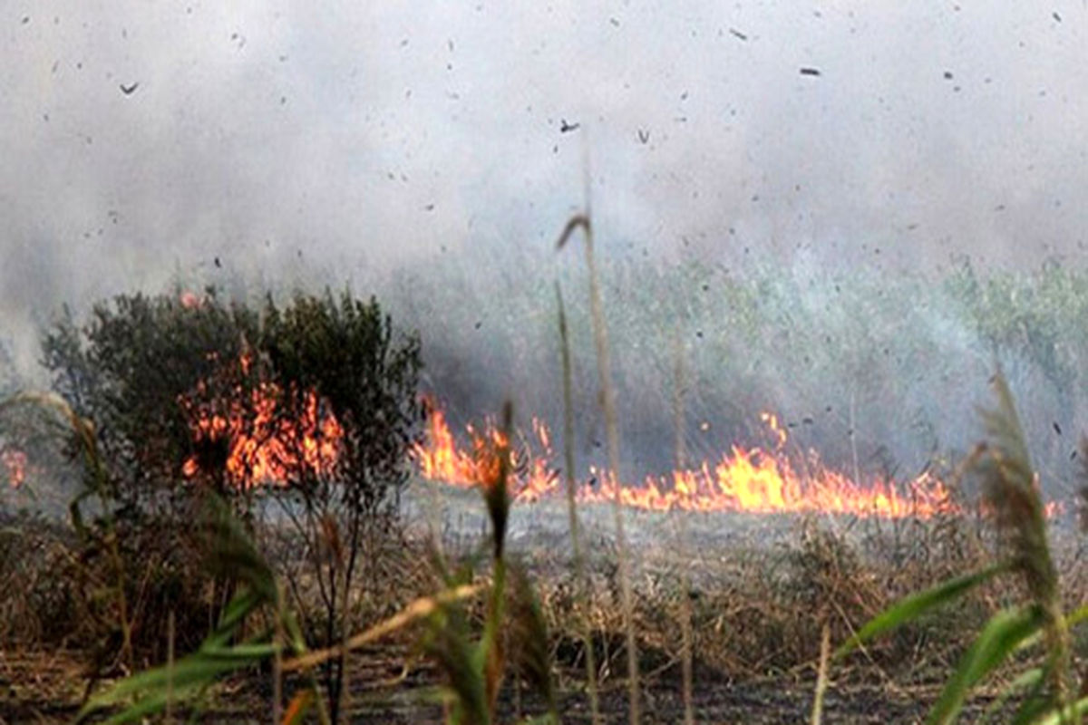 آتش سوزی نیزار‌های تالاب انزلی