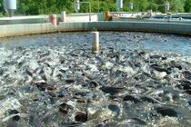 ضرورت توسعه بازار مصرف در راستای افزایش یک میلیون تنی تولید آبزیان در کشور