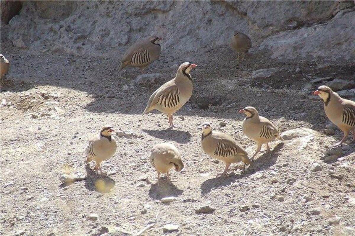 محیط زیست مریوان