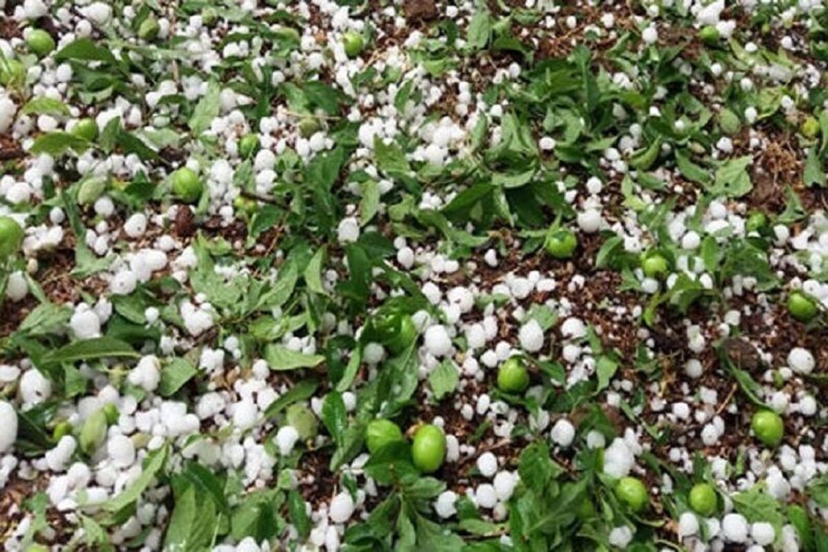 خسارت تگرگ در نطنز