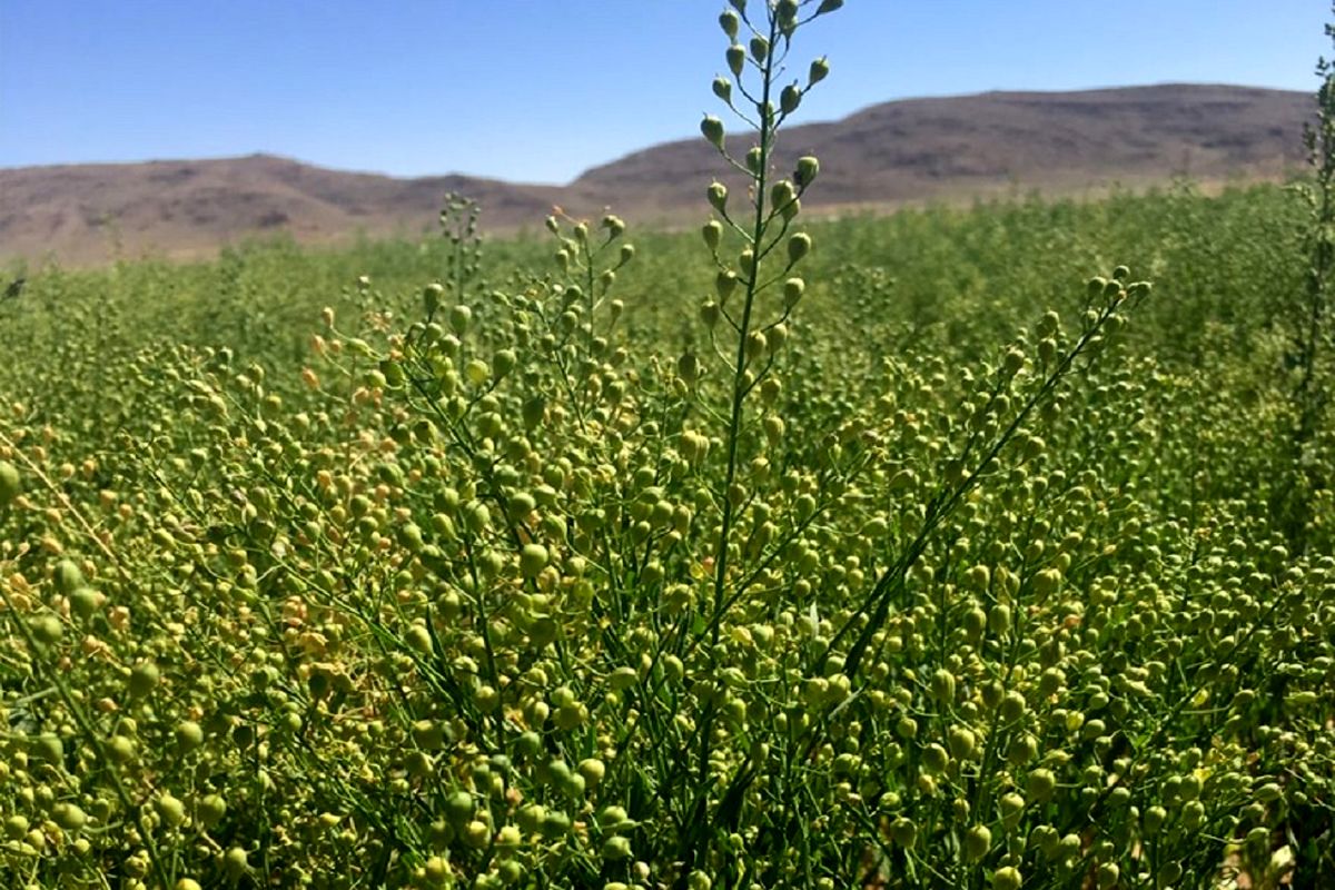  گیاهی دارویی دانه روغنی کاملینا