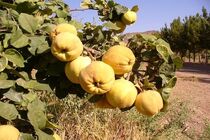 پیش بینی برداشت 10 هزار تن به از باغات نطنز