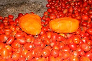 کشف بیش از 70 کیلوگرم تریاک زیر بار گوجه فرنگی / دستگیری یک نفر توسط نیروی انتظامی 