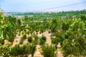 پیشرفت ۵۰ درصدی بوستان رضوان منطقه یک قم