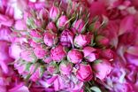 صادرات گل محمدی ارگانیک سپیدان به فرانسه