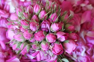 صادرات گل محمدی ارگانیک سپیدان به فرانسه