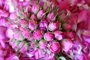 صادرات گل محمدی ارگانیک سپیدان به فرانسه