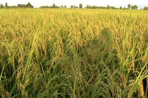 ۴۰ درصد از برنج کشور در گیلان تولید می‌شود